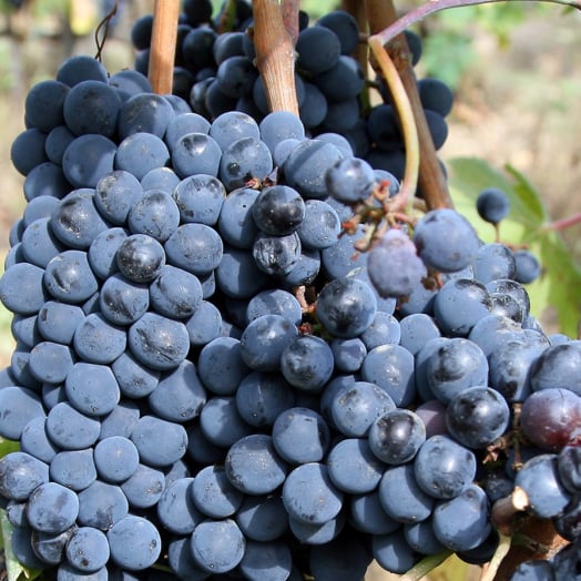 Sangiovese Toscano